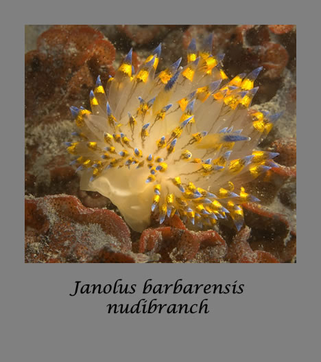 janolus